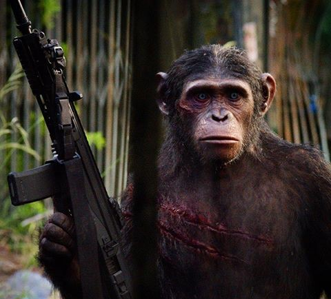 CHIMPKINGPIN